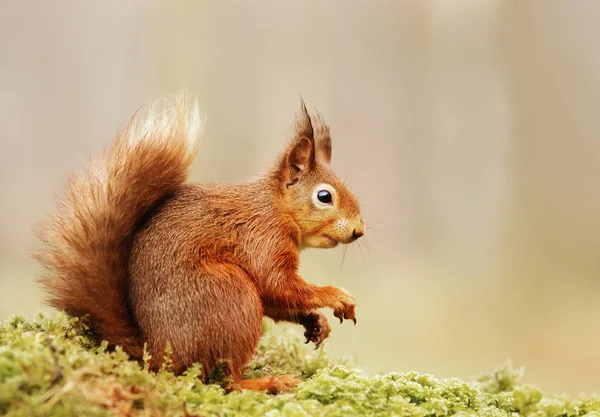 Ardilla Roja Eurasiática Aislada Sciurus Vulgaris Sentada Sobre Tronco Musgoso —  Fotos de Stock