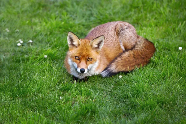 Zbliżenie Fox Red Leżąc Trawie Okresie Letnim Wielka Brytania — Zdjęcie stockowe