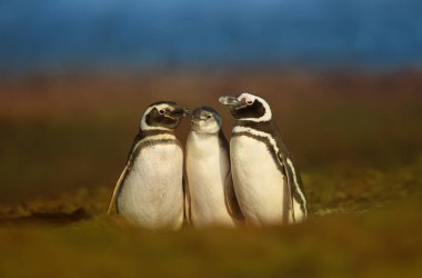 Macellan penguenleri ile sıcak bir yaz günü, Falkland Adaları üzerinde bir yuva yakınındaki çocuk bekleyen bir close-up.