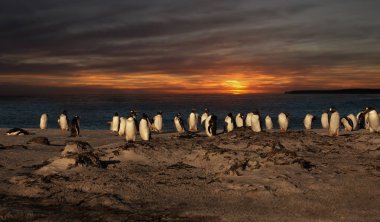 Bir grup günbatımı, Falkland Adaları, kumlu bir plaj üzerinde gentoo penguenleri.