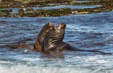 Close-up of Southern elephant seals play - fighting in water by the coast of Falkland islands. clipart