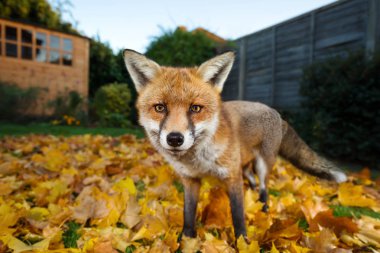 Kızıl Tilki duran arka bahçesinde, İngiltere'de sonbahar yaprakları üzerinde Kapat