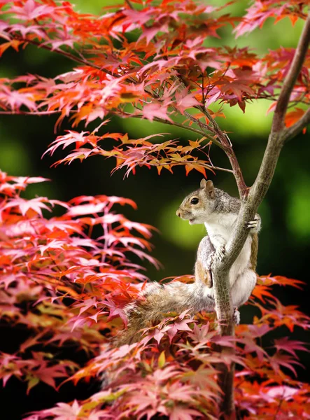 Close Esquilo Cinzento Sentado Uma Árvore Bordo Japonês Colorido Verão — Fotografia de Stock