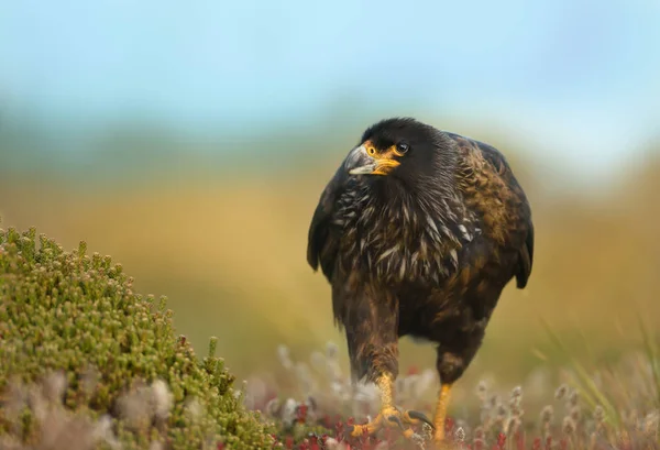 Γκρο Πλαν Από Γραμμωτούς Caracara Περπάτημα Στη Χλόη Πολύχρωμο Φόντο — Φωτογραφία Αρχείου