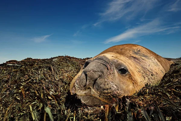 Морський Лев Фолклендські Острови Англ Falkland Islands — стокове фото