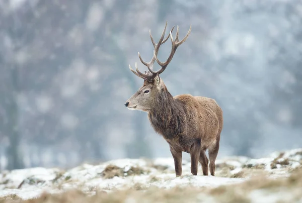 영국에 눈으로 지상에 사슴의 클로즈업 — 스톡 사진