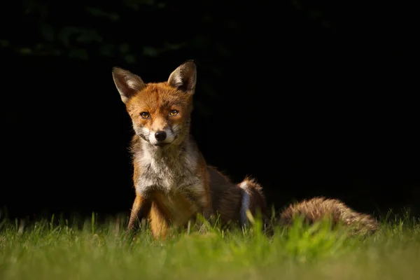 Close Red Fox Sitting Grass Black Background England — Stock Photo, Image