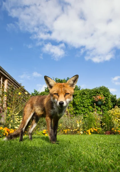 日当たりの良い夏の日 英国の庭の芝生の上赤狐の立っています — ストック写真