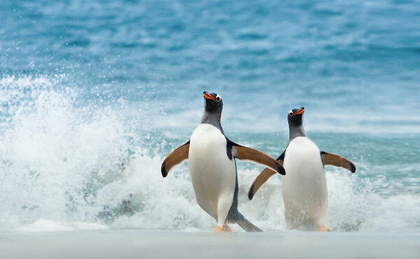 Two Gentoo penguins coming ashore from Atlantic ocean, Falkland islands.
