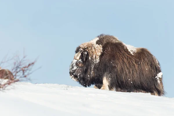 Закри Чоловічого Мускус Бика Снігу Зима Норвегії — стокове фото