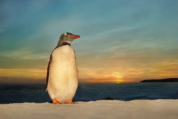 Primer Plano Pingüino Gentoo Pie Una Playa Arena Contra Colorido Imágenes de stock libres de derechos