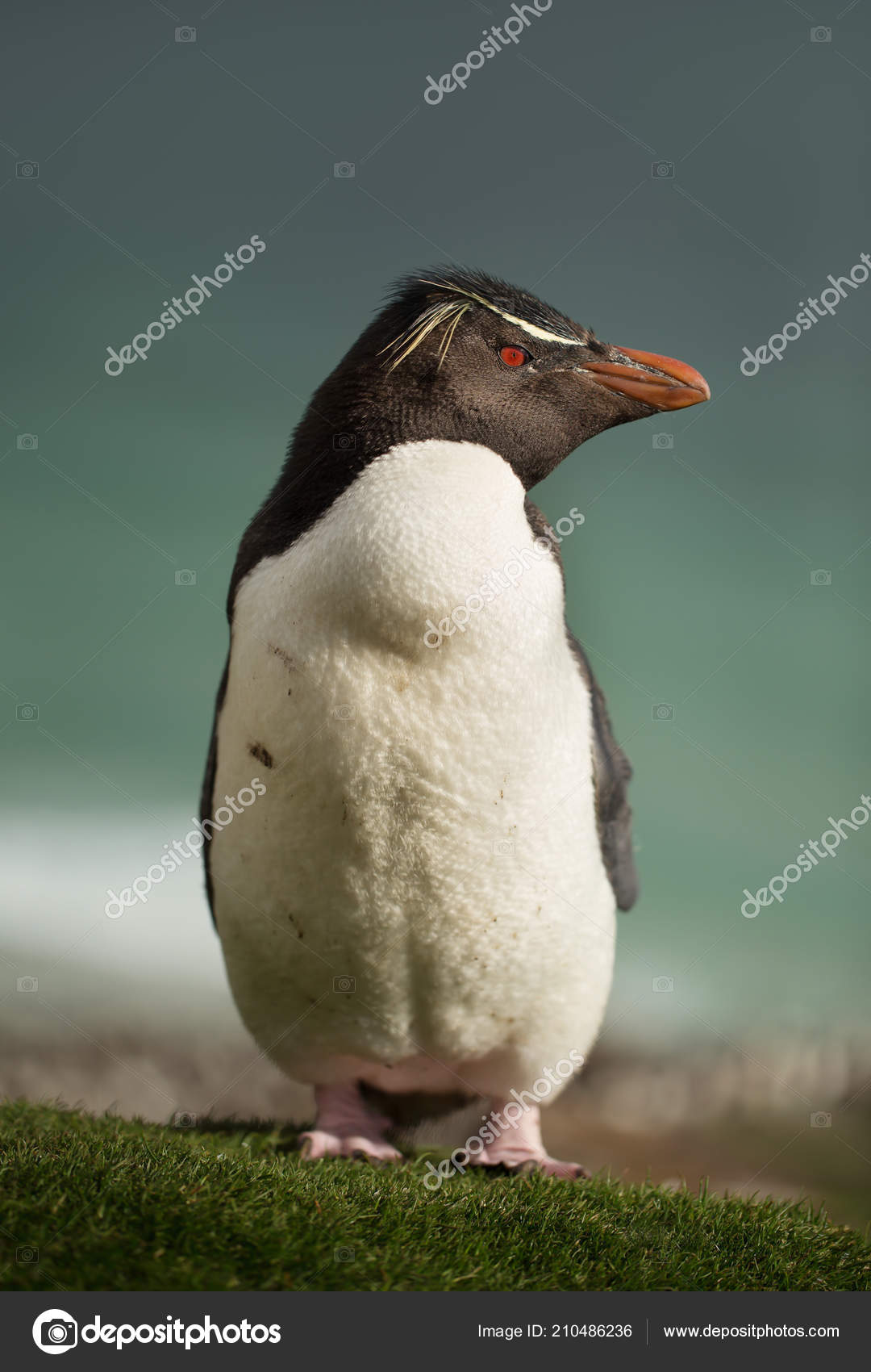 Close Southern Rockhopper Penguin Standing Grass Coast Falkland Islands Stock Photo Image By C Giedriius