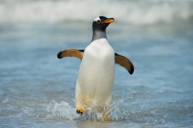 Kıyıda Atlantik Okyanusu, Falkland Adaları geliyor Gentoo pengueni.