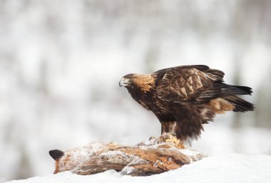 Ölü bir kırmızı tilki kışın, Norveç besleme kartalı (Aquila chrysaetos).