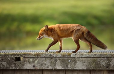 (Vulpes vulpes) tahta köprüden geçerken kızıl tilki yakın çekim.