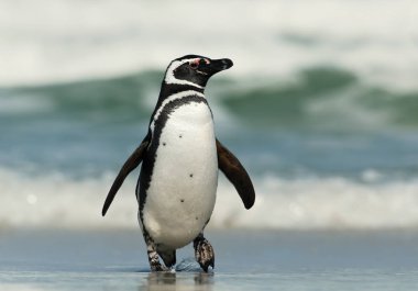 Yakın çekim yaz, Falkland Adaları bir kumlu plajda Macellan pengueni. 