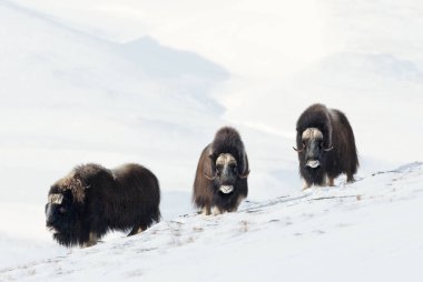 Üç erkek Misk karlı Dovrefjell dağlarında soğuk kış aylarında Norveç'te ayakta öküz (Ovibos moschatus).