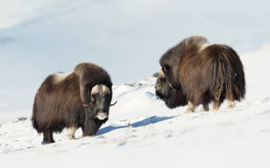 İki erkek Misk karlı Dovrefjell dağlarında soğuk kış aylarında Norveç'te ayakta öküz (Ovibos moschatus) yakından.