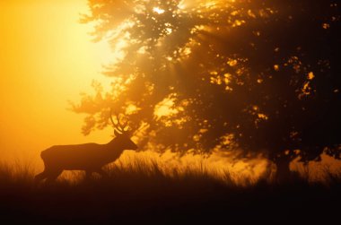 Şafakta kızıl geyik (Cervus elaphus). Erken sonbahar sabahı, İngiltere.
