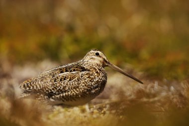 Bir alana bir güneşli yaz gününde besleme su çulluğu kapatın.