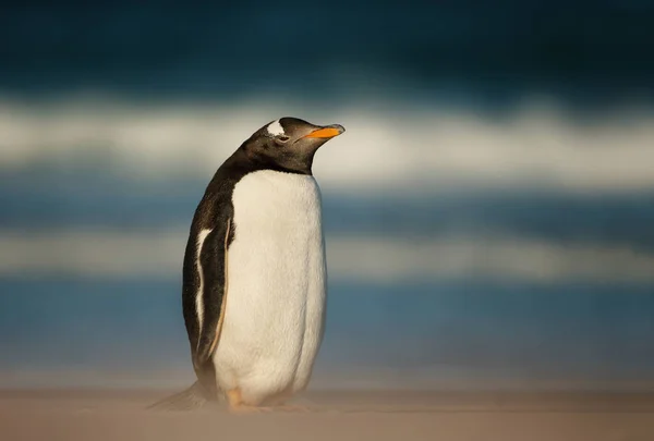 Närbild Gentoo Penguin Stående Sandstrand Falklandsöarna — Stockfoto