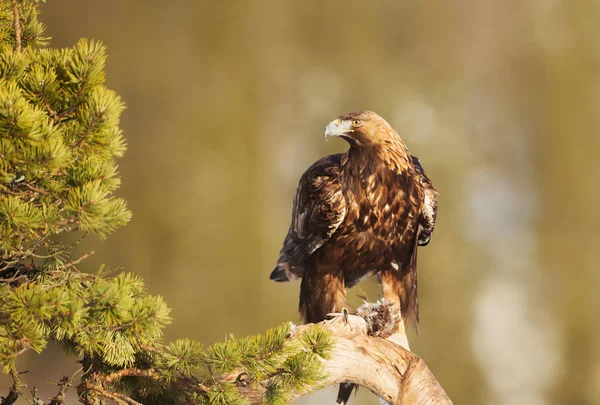 Steenarend Aquila Chrysaetos Zitstokken Een Boomtak Pine Met Een Gedode — Stockfoto