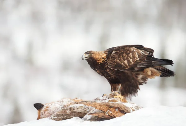 Águia Dourada Aquila Chrysaetos Alimentando Uma Raposa Vermelha Morta Inverno — Fotografia de Stock