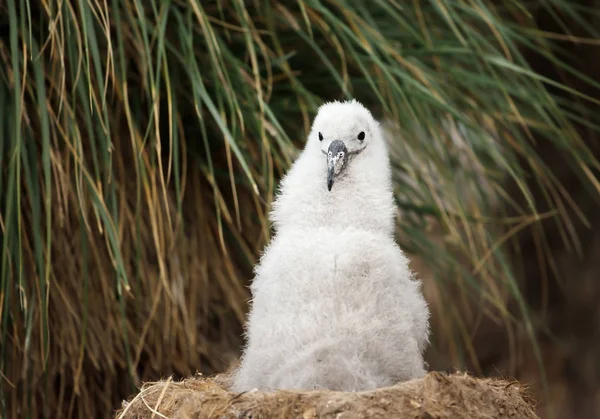 Close Filhote Albatroz Preto Browed Jovem Sentado Seu Ninho Copo — Fotografia de Stock