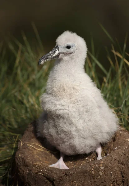 Close Young Black Browed Albatross Chick Sitting Its Mud Cup — Stock Photo, Image