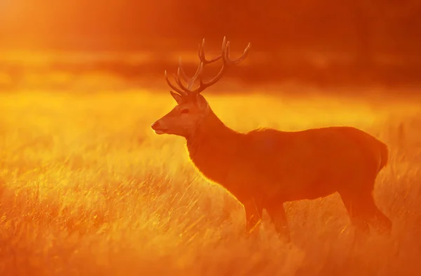 Rothirsche Die Der Morgendämmerung Herbst Gras Stehen — Stockfoto