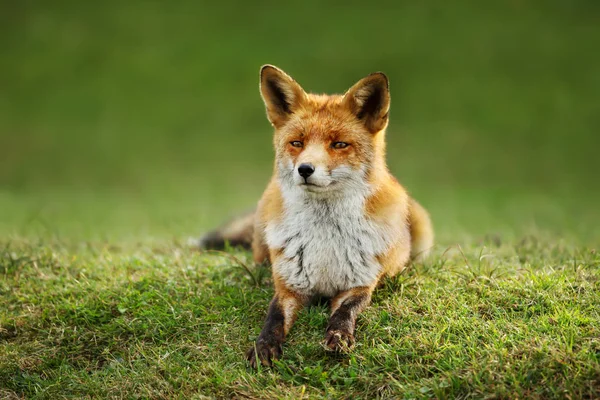 Zbliżenie Fox Red Leżąc Trawie Okresie Letnim — Zdjęcie stockowe