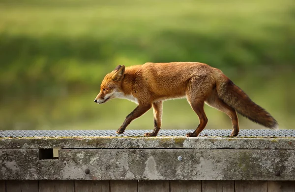 Close Uma Raposa Vermelha Vulpes Vulpes Atravessando Uma Ponte Madeira — Fotografia de Stock