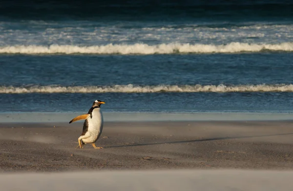 Gentoo Pinguin Kommt Während Eines Sandsturms Vom Meer Land Falklandinseln — Stockfoto