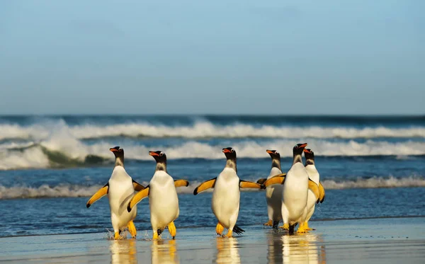 Ομάδα Από Πιγκουίνους Gentoo Προέρχονται Από Ατλαντικός Ωκεανός Μια Αμμώδη — Φωτογραφία Αρχείου