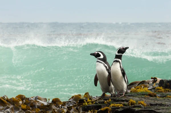 Dois Pinguins Magalhães Uma Costa Observando Oceano Tempestuoso Nas Ilhas — Fotografia de Stock