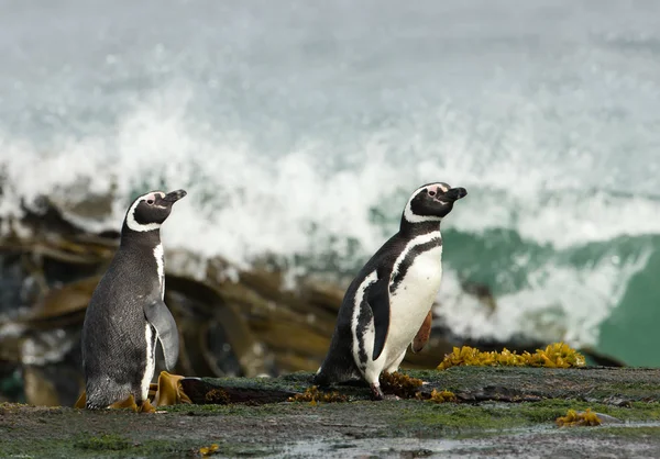 Dois Pinguins Magalhães Uma Costa Observando Oceano Tempestuoso Nas Ilhas — Fotografia de Stock
