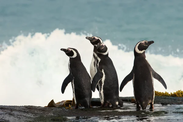 Eine Gruppe Magellanpinguine Steht Ufer Und Beobachtet Den Stürmischen Ozean — Stockfoto