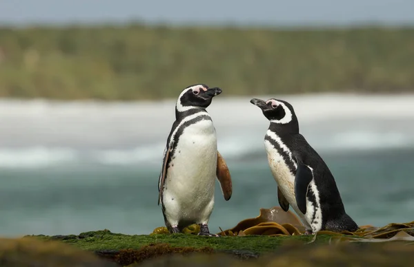 Two Magellanic Penguins Standing Shoreline Atlantic Ocean Falkland Islands — Stock fotografie