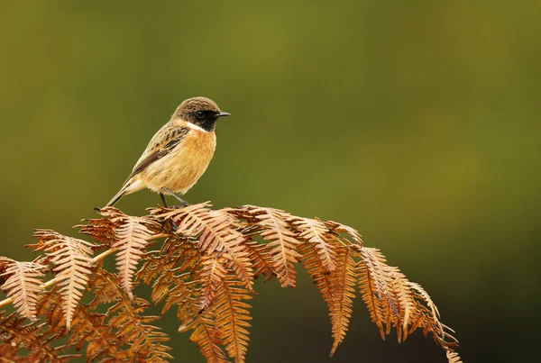 European Stonechat Perching Fern Branch Colorful Background Natural Surrounding Birds — Stock Photo, Image