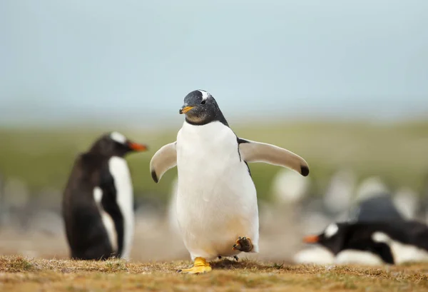 ジェンツー ペンギンの雛が夏 フォークランド諸島の沿岸地域で実行されて ペンギンのコロニー — ストック写真