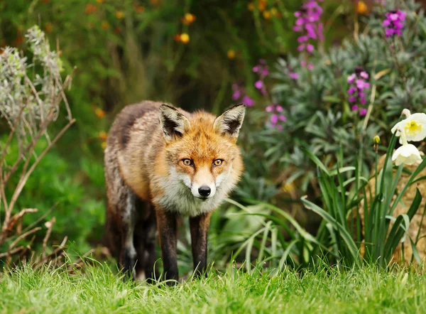 Red Fox Stående Trädgården Med Blommor Våren Storbritannien — Stockfoto