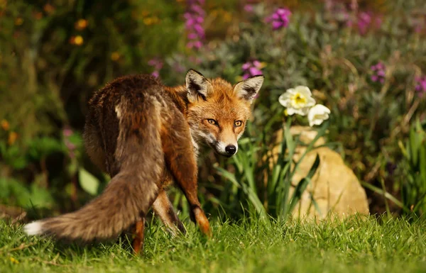 Крупный План Red Fox Стоящего Саду Весной Великобритания — стоковое фото