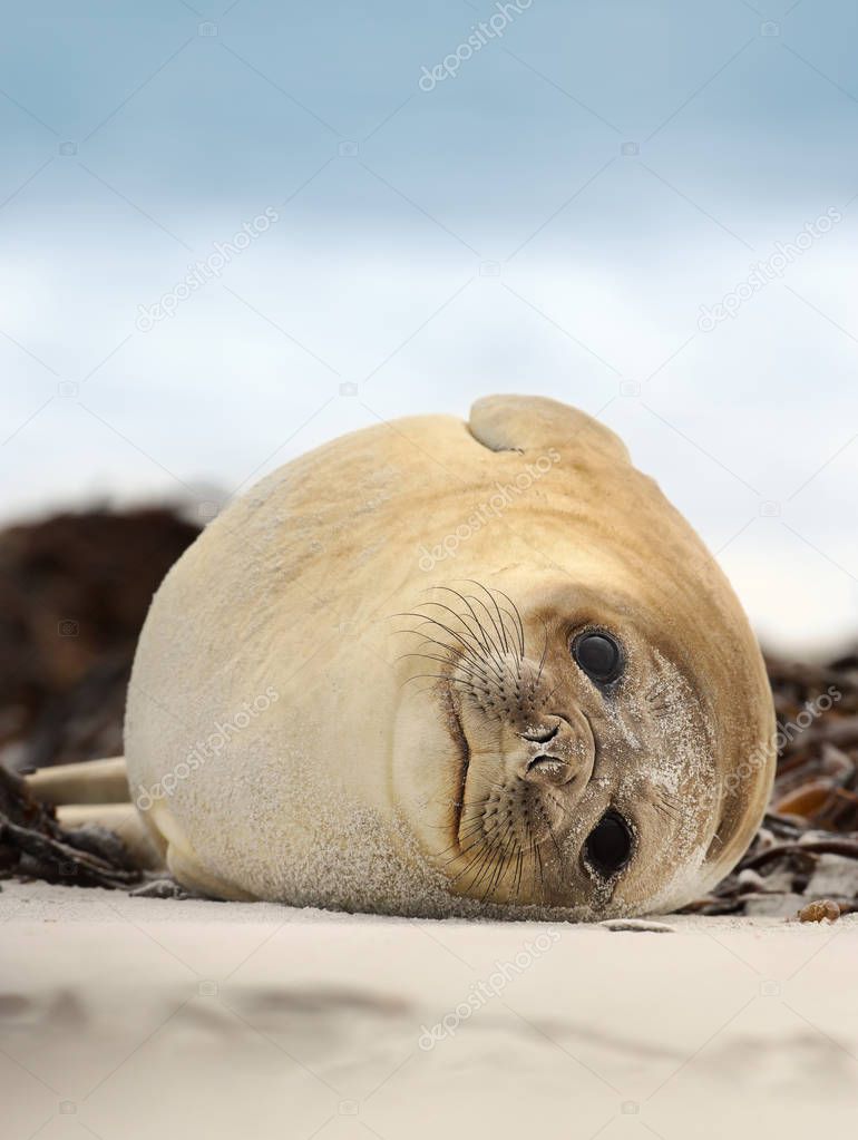 Close up of a Southern Elephant seal lying on a sandy beach on a coastal area of Atlantic ocean, Falkland islands.