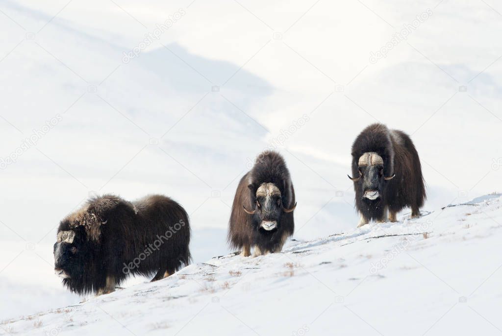 Three male Musk Oxen (Ovibos moschatus) standing in snowy Dovrefjell mountains during cold winter in Norway.