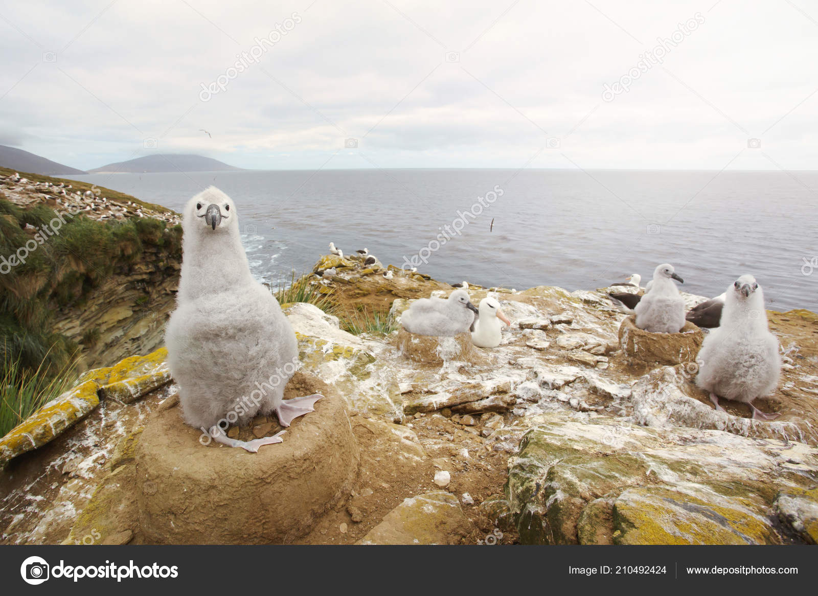 depositphotos_-stock-photo-close-young-black-browed-albatross