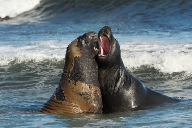 Bir Güney Atlantik Okyanusu, Falkland Adaları mücadele deniz filleri Close-up.