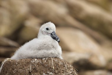 Çamur Kupası yuva kayalık bir kıyı alan, Falkland Adaları üzerinde oturan genç bir siyah kaşlı Albatros piliç Close-up.