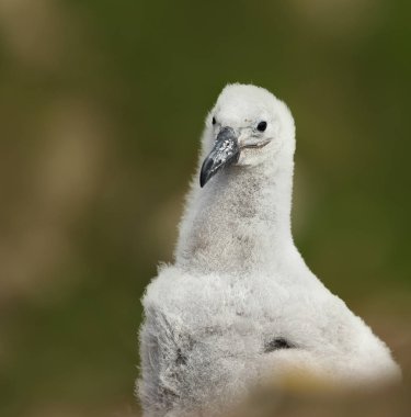 Çamur Kupası yuva kayalık bir kıyı alan, Falkland Adaları üzerinde oturan genç bir siyah kaşlı Albatros piliç Close-up.