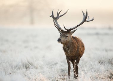 Kızıl geyik Close-up bekarlığa buzlu bir çim üzerinde duran kışın, İngiltere.