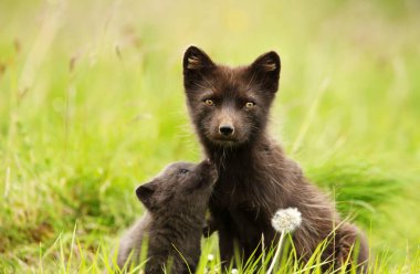 Close-up of Female Arctic fox with a cute little cub in the meadow, summer in Iceland. clipart
